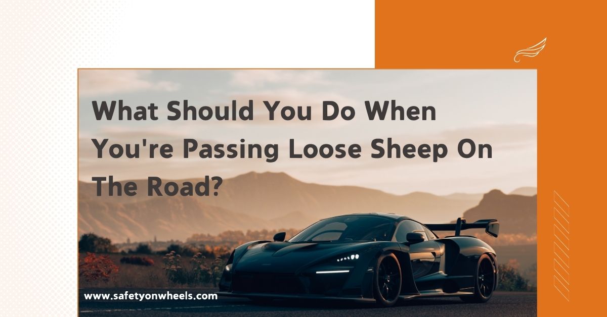 What Should You Do When You're Passing Loose Sheep On The Road?